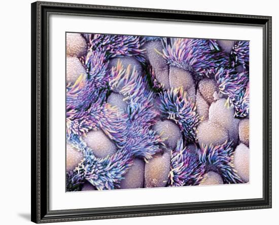 Trachea Lining, SEM-NIBSC-Framed Photographic Print