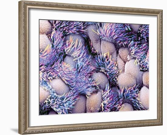 Trachea Lining, SEM-NIBSC-Framed Photographic Print