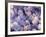 Trachea Lining, SEM-NIBSC-Framed Photographic Print