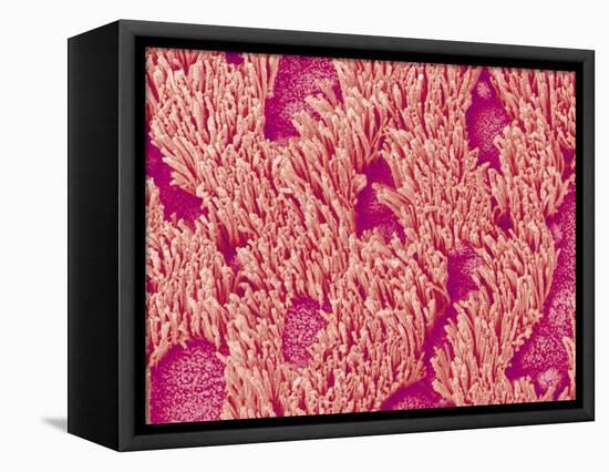 Trachea of a Rat-Micro Discovery-Framed Premier Image Canvas