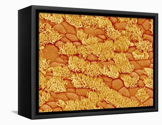 Trachea of a Rat-Micro Discovery-Framed Premier Image Canvas