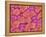 Trachea of a Rat-Micro Discovery-Framed Premier Image Canvas