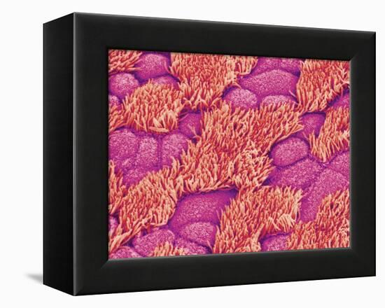 Trachea of a Rat-Micro Discovery-Framed Premier Image Canvas