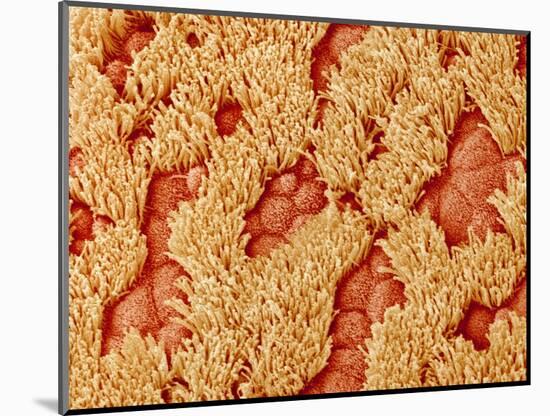 Trachea of a Rat-Micro Discovery-Mounted Photographic Print