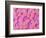 Trachea of a Rat-Micro Discovery-Framed Photographic Print