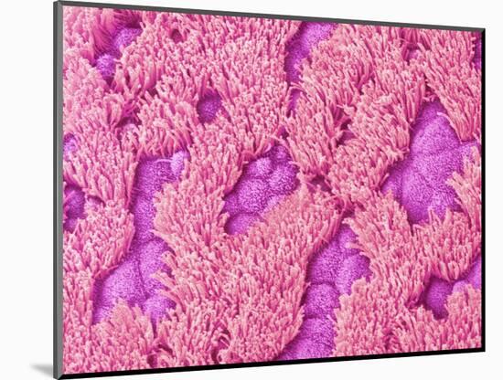 Trachea of a Rat-Micro Discovery-Mounted Photographic Print