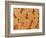 Trachea of a Rat-Micro Discovery-Framed Photographic Print