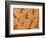 Trachea of a Rat-Micro Discovery-Framed Photographic Print