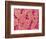 Trachea of a Rat-Micro Discovery-Framed Photographic Print