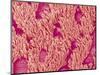 Trachea of a Rat-Micro Discovery-Mounted Photographic Print