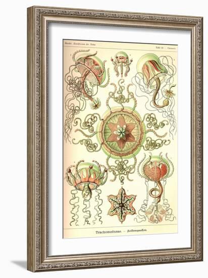 Trachomedusae - Jellyfish-Ernst Haeckel-Framed Art Print