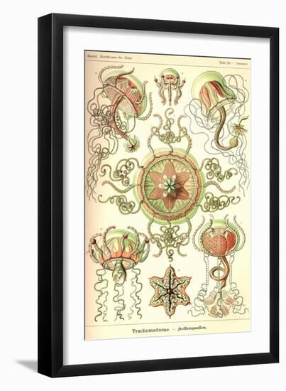 Trachomedusae - Jellyfish-Ernst Haeckel-Framed Art Print