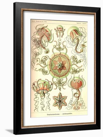 Trachomedusae - Jellyfish-Ernst Haeckel-Framed Art Print