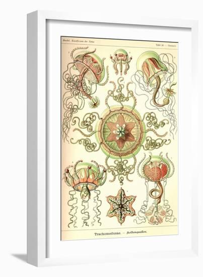 Trachomedusae - Jellyfish-Ernst Haeckel-Framed Art Print