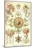Trachomedusae - Jellyfish-Ernst Haeckel-Mounted Art Print