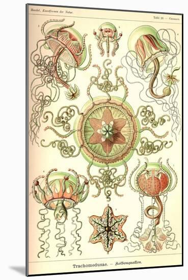 Trachomedusae - Jellyfish-Ernst Haeckel-Mounted Art Print