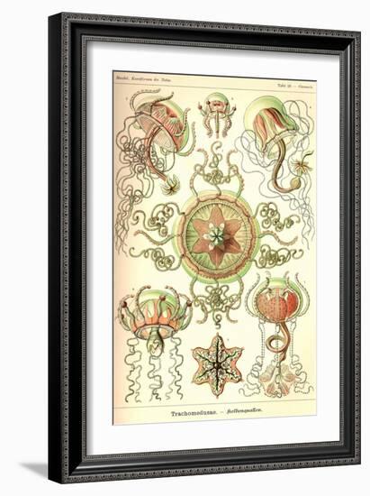 Trachomedusae - Jellyfish-Ernst Haeckel-Framed Art Print