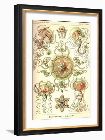 Trachomedusae - Jellyfish-Ernst Haeckel-Framed Art Print