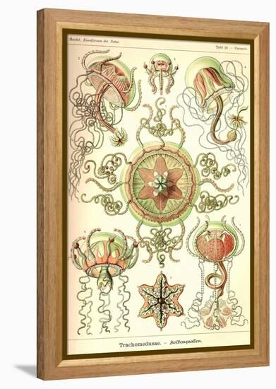 Trachomedusae - Jellyfish-Ernst Haeckel-Framed Stretched Canvas