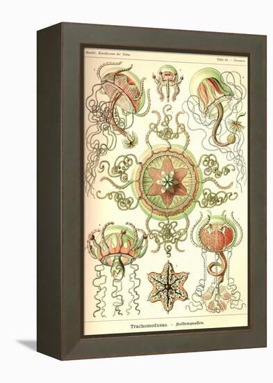 Trachomedusae - Jellyfish-Ernst Haeckel-Framed Stretched Canvas