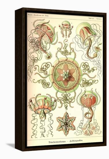 Trachomedusae - Jellyfish-Ernst Haeckel-Framed Stretched Canvas