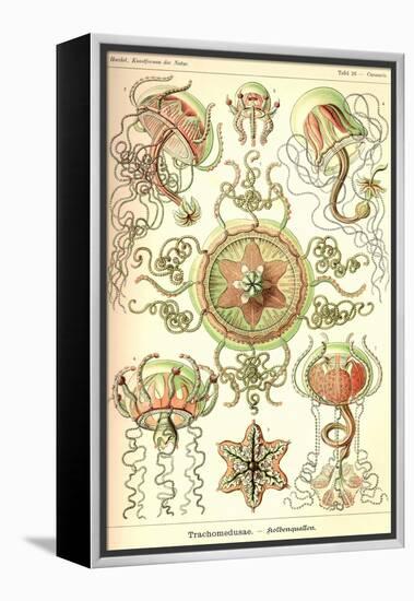 Trachomedusae - Jellyfish-Ernst Haeckel-Framed Stretched Canvas