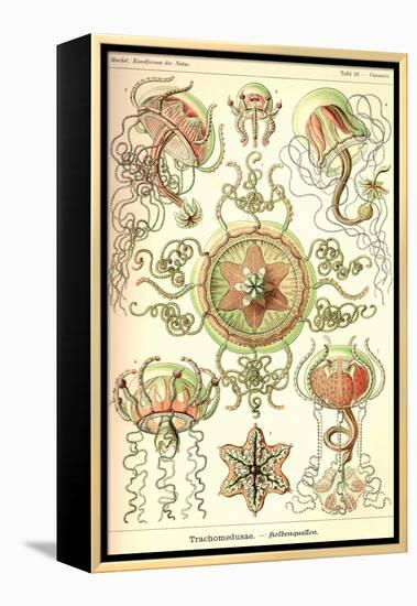 Trachomedusae - Jellyfish-Ernst Haeckel-Framed Stretched Canvas