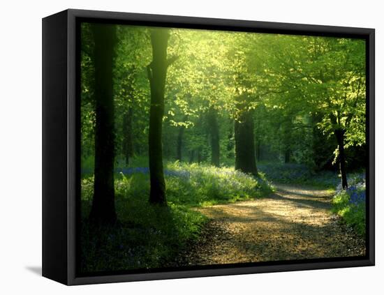 Track Leading Through Lanhydrock Beech Woodland with Bluebells in Spring, Cornwall, UK-Ross Hoddinott-Framed Premier Image Canvas