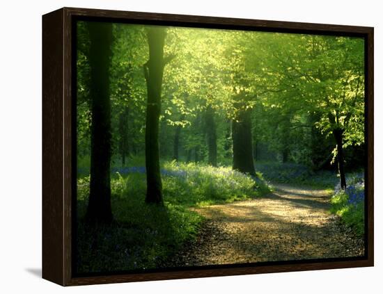 Track Leading Through Lanhydrock Beech Woodland with Bluebells in Spring, Cornwall, UK-Ross Hoddinott-Framed Premier Image Canvas