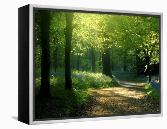 Track Leading Through Lanhydrock Beech Woodland with Bluebells in Spring, Cornwall, UK-Ross Hoddinott-Framed Premier Image Canvas