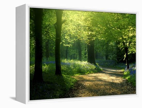 Track Leading Through Lanhydrock Beech Woodland with Bluebells in Spring, Cornwall, UK-Ross Hoddinott-Framed Premier Image Canvas