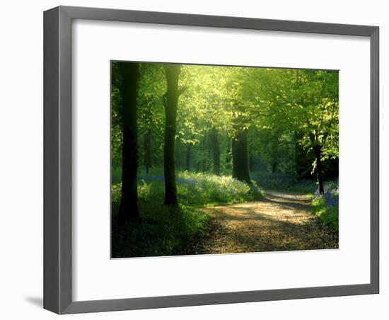 Track Leading Through Lanhydrock Beech Woodland with Bluebells in Spring, Cornwall, UK-Ross Hoddinott-Framed Premium Photographic Print