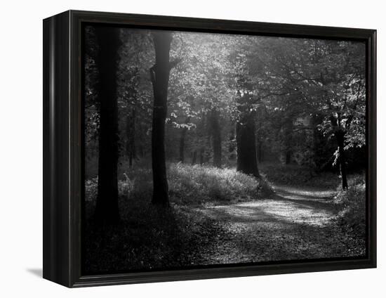 Track Leading Through Lanhydrock Beech Woodland with Bluebells in Spring, Cornwall, UK-Ross Hoddinott-Framed Premier Image Canvas