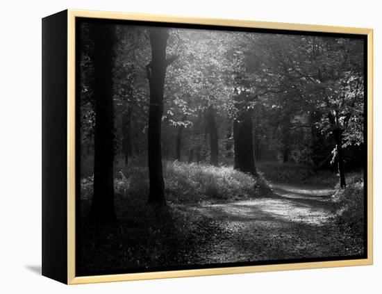 Track Leading Through Lanhydrock Beech Woodland with Bluebells in Spring, Cornwall, UK-Ross Hoddinott-Framed Premier Image Canvas