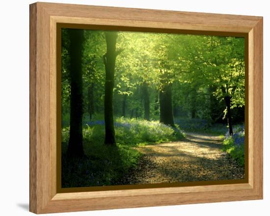 Track Leading Through Lanhydrock Beech Woodland with Bluebells in Spring, Cornwall, UK-Ross Hoddinott-Framed Premier Image Canvas