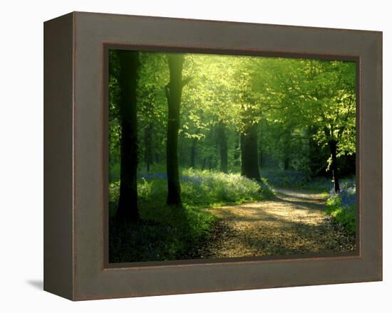 Track Leading Through Lanhydrock Beech Woodland with Bluebells in Spring, Cornwall, UK-Ross Hoddinott-Framed Premier Image Canvas