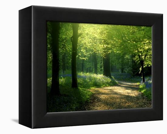 Track Leading Through Lanhydrock Beech Woodland with Bluebells in Spring, Cornwall, UK-Ross Hoddinott-Framed Premier Image Canvas