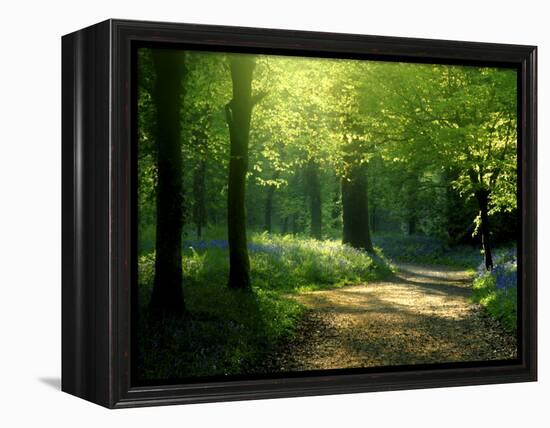 Track Leading Through Lanhydrock Beech Woodland with Bluebells in Spring, Cornwall, UK-Ross Hoddinott-Framed Premier Image Canvas