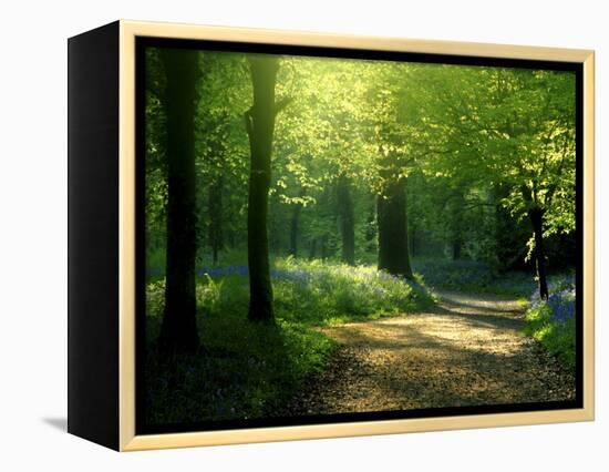 Track Leading Through Lanhydrock Beech Woodland with Bluebells in Spring, Cornwall, UK-Ross Hoddinott-Framed Premier Image Canvas