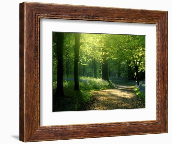 Track Leading Through Lanhydrock Beech Woodland with Bluebells in Spring, Cornwall, UK-Ross Hoddinott-Framed Premium Photographic Print