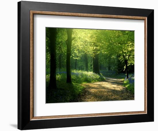 Track Leading Through Lanhydrock Beech Woodland with Bluebells in Spring, Cornwall, UK-Ross Hoddinott-Framed Premium Photographic Print