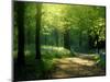 Track Leading Through Lanhydrock Beech Woodland with Bluebells in Spring, Cornwall, UK-Ross Hoddinott-Mounted Premium Photographic Print