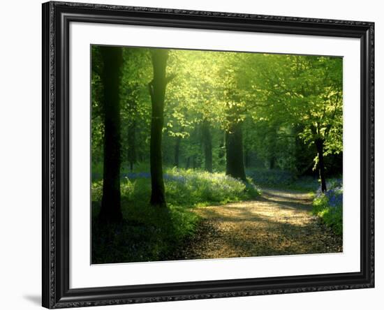 Track Leading Through Lanhydrock Beech Woodland with Bluebells in Spring, Cornwall, UK-Ross Hoddinott-Framed Photographic Print