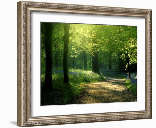 Track Leading Through Lanhydrock Beech Woodland with Bluebells in Spring, Cornwall, UK-Ross Hoddinott-Framed Photographic Print