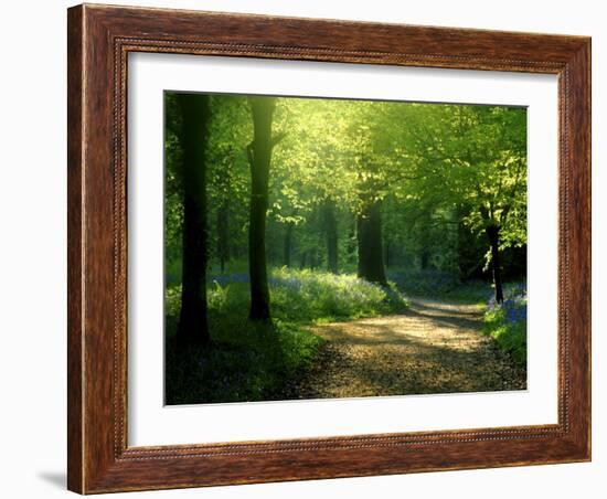 Track Leading Through Lanhydrock Beech Woodland with Bluebells in Spring, Cornwall, UK-Ross Hoddinott-Framed Photographic Print