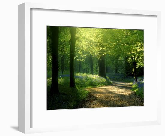 Track Leading Through Lanhydrock Beech Woodland with Bluebells in Spring, Cornwall, UK-Ross Hoddinott-Framed Photographic Print