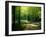 Track Leading Through Lanhydrock Beech Woodland with Bluebells in Spring, Cornwall, UK-Ross Hoddinott-Framed Photographic Print