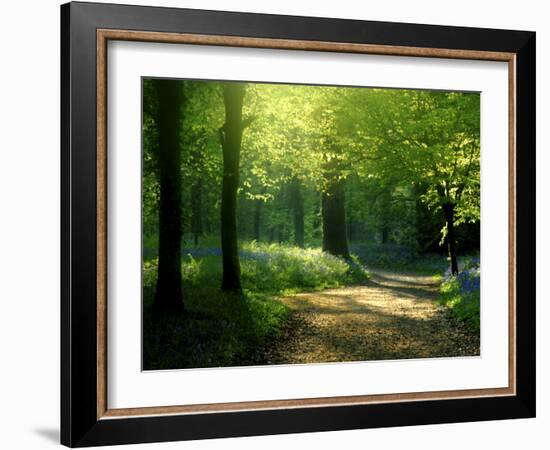 Track Leading Through Lanhydrock Beech Woodland with Bluebells in Spring, Cornwall, UK-Ross Hoddinott-Framed Photographic Print