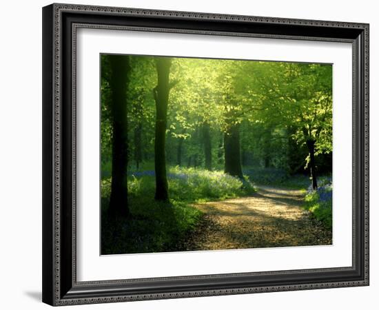 Track Leading Through Lanhydrock Beech Woodland with Bluebells in Spring, Cornwall, UK-Ross Hoddinott-Framed Photographic Print