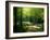 Track Leading Through Lanhydrock Beech Woodland with Bluebells in Spring, Cornwall, UK-Ross Hoddinott-Framed Photographic Print